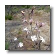 american black nightshade